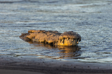 American crocodile