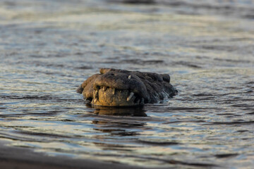 American crocodile