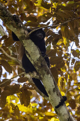 Howler monkey