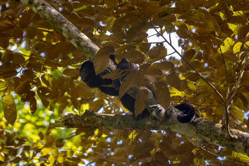 Howler monkey
