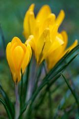 Naklejka premium Close-up of beautifully blooming crocuses in a public park in Wiesbaden