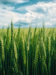 Lush green wheat field in early summer nature and agriculture photography symmetrical