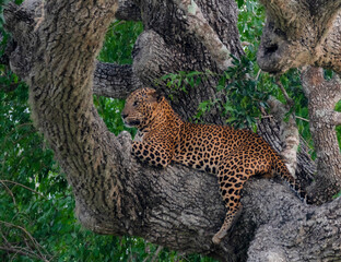 leopard on the tree