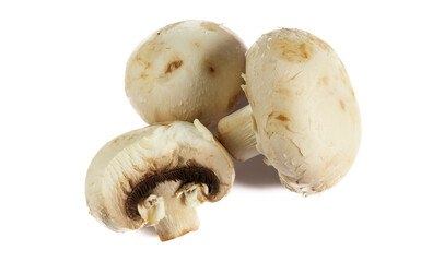 Funghi porcini su fondo bianco