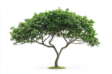 Obraz premium Selective focus green tree isolated on white background, Tropical green leaf tree on white background.