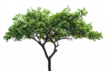 Selective focus green tree isolated on white background, Tropical green leaf tree on white background.