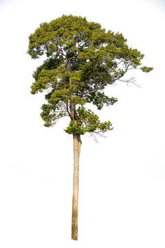 Dipterocarpus alatus Roxb tree isolate on white background, high resolution image 45MP