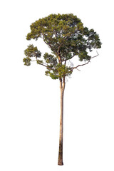Dipterocarpus alatus Roxb tree isolate on white background, high resolution image 45MP