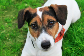 Jack Russell terrier looks into the eyes