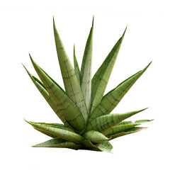 Sansevieria agave tree isolate on white background, high resolution image 45MP
