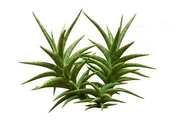 Snake Plant - Dracaena Trifasciata tree isolate on white background, high resolution image 45MP