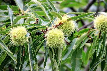 Blumen Neef an der Mosel
