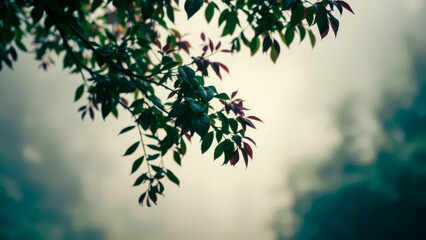 Moody Sky with Tree Branch: Atmospheric Nature Photography of Green Leaves and Dramatic Clouds, Serene Outdoor Scene, Tranquil Landscape.