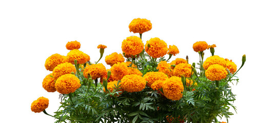 The Tagetes erecta tree isolate on white background, high resolution image 45MP