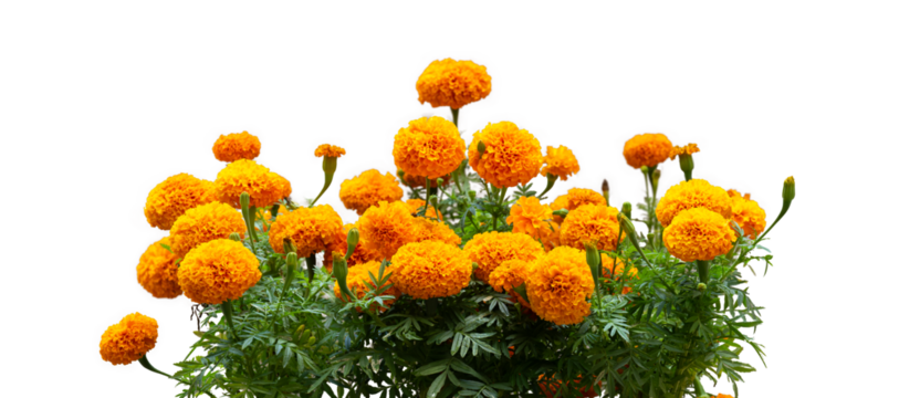 The Tagetes erecta tree isolate on white background, high resolution image 45MP