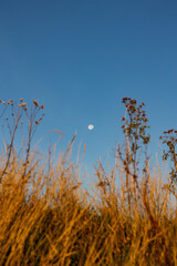 Blue Sky, Green Fields, and a Shining Moon,Nature&rsquo;s Perfect Harmony