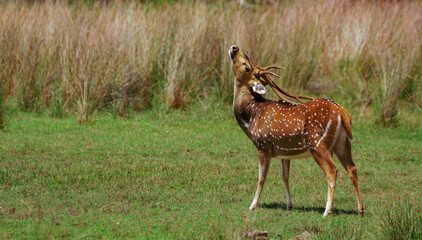 deer in the field