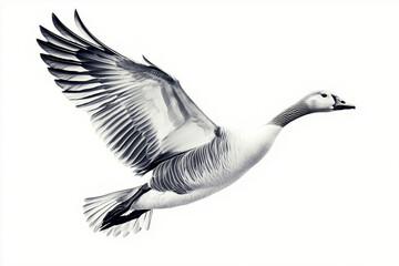 Obraz premium Goose in flight