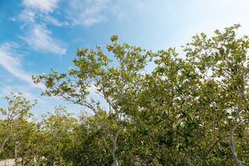 Dense green foliage reaches up towards a bright, clear sky, creating a serene natural scene filled with vibrant colors and tranquility