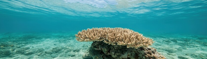 Naklejka premium Underwater Scene of Coral Reef with Clear Blue Water and Sunlight Above for Marine Life Exploration