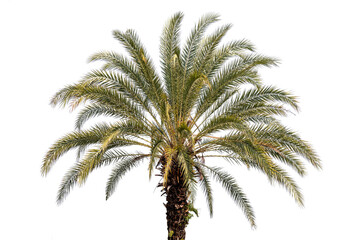 Date palm tree isolate on white background, high resolution image 45MP