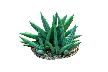 The Snake Plant - Dracaena Trifasciata tree isolate on white background, high resolution image 45MP