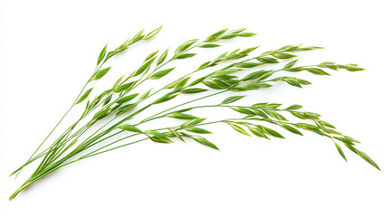 Fototapeta premium Green grass isolated on a white background.