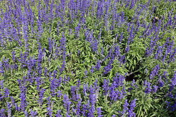 Obraz premium Salvia farinacea in summer bed, als flowers background. Blue aromatic flowers