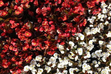Begonia semperflorens in bed. Flowers background.