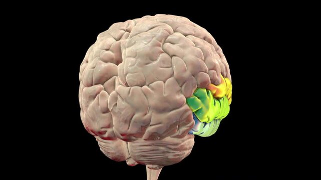 3D animation of a rotating brain highlighting the temporal gyri: superior (orange), middle (green), and inferior (blue), responsible for auditory processing, language, and visual recognition.