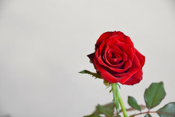赤い薔薇