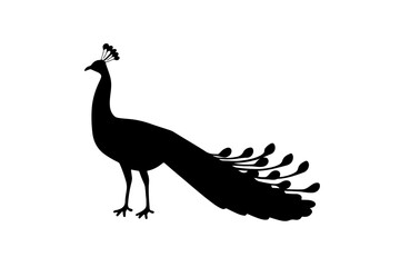 peacock vector illustration
