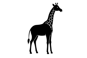 giraffe isolated on white