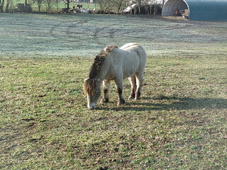 Fototapeta premium PONEY