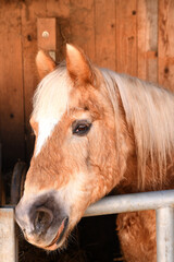 Obraz premium a light horse with a long mane peeking out from behind a wooden fence.