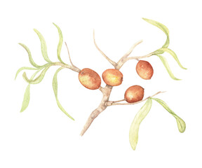 A sprig of olives is a watercolor illustration. An elegant twig with olive tree fruits and leaves. A design element for textiles, Italian cooking, and wedding invitations