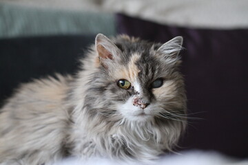 calico and white cat outdoors with green plants garden fur longhair
