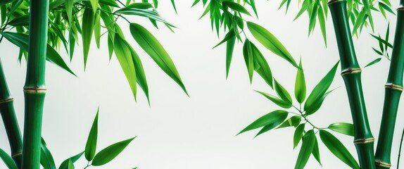 Bamboo leaves and stems creating a serene natural frame on a soft background ideal for text overlays and calming design elements.