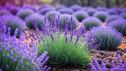 Obraz premium Lavender field with blooming purple flowers and green foliage in natural outdoor setting with blurred background and soft sunlight