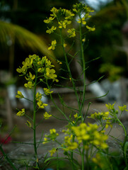 flowering caisim mustard greens to be used as seeds