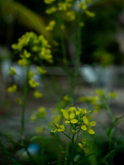 Fototapeta premium flowering caisim mustard greens to be used as seeds