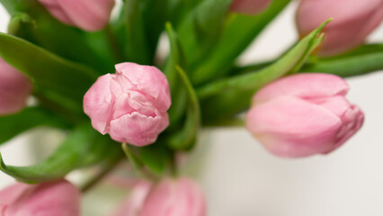bouquet of pink tulips on white background 3