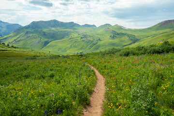 Fototapeta premium mountain wildflowers in the summer