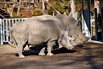 Obraz premium Nashorn