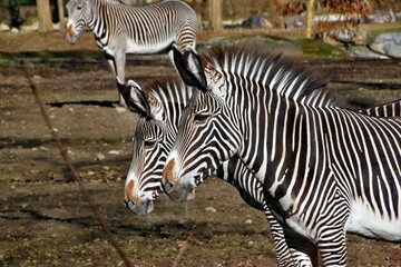 Zebra