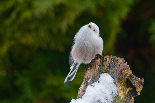Schwanzmeise (Aegithalos caudatus) im Winter
