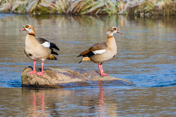Nilgänse in der Oberlausitz auf der Spree im Winter	