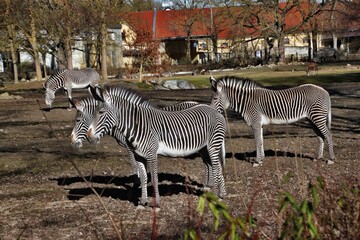 Zebra