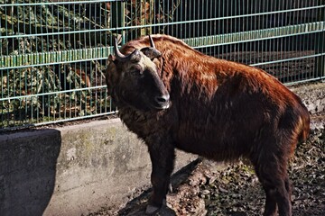 Büffel