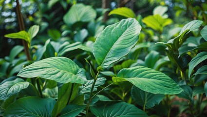Lush Green Leaves in Garden with Natural Background Ideal for Ecology Themes and Text Copy Space for Nature Inspired Designs